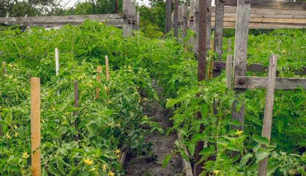 Agriculture d'aliments biologiques. Serre de jardin avec plants de tomates — Photo