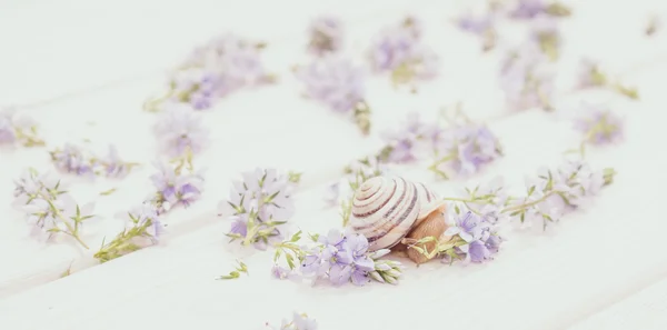 Incorporação de ternura. Caracol de jardim minúsculo e decoração em estilo Provence — Fotografia de Stock