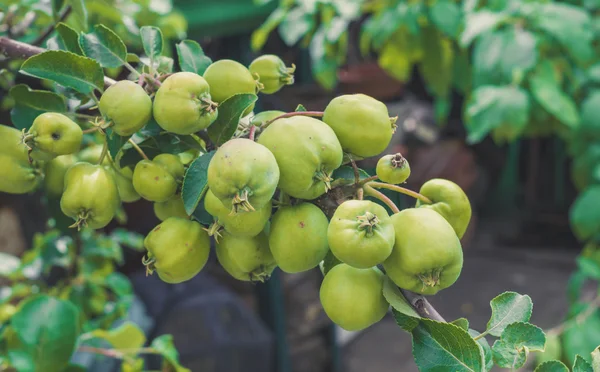 Colheita abundante de maçãs — Fotografia de Stock