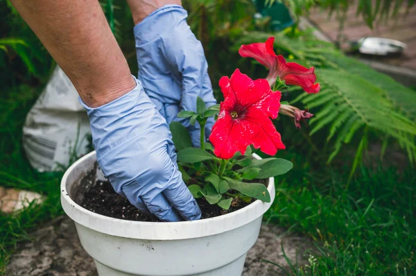 Trädgårdsodling och landskapsarkitektur. Plantera blomman plantor i marken — Stockfoto