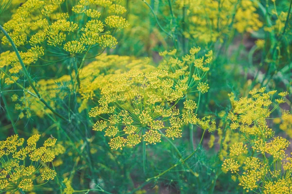 Bright blooming dill — Stock Photo, Image