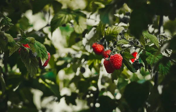 Framboesas vermelhas e jardim verde — Fotografia de Stock