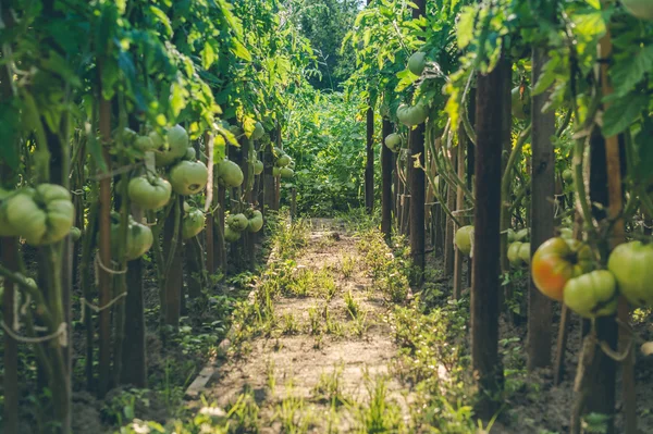Domates olgunlaşma ile rustik sera