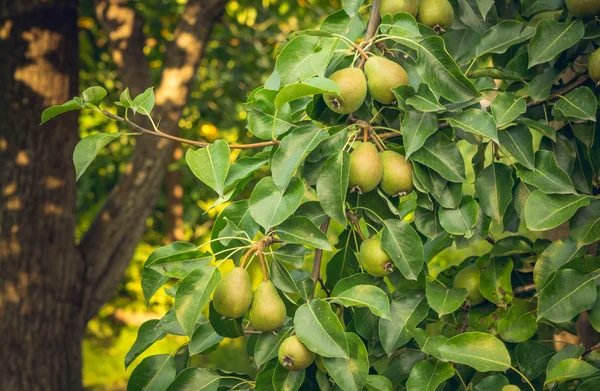 Belo pomar. Pêra com frutas suculentas — Fotografia de Stock