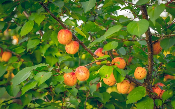 Kleurrijke groenten in de tuin. Rijpe abrikozen — Stockfoto