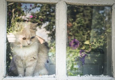 Üzgün kedi özlüyor sahip