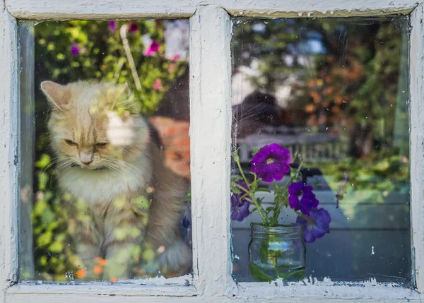 Casa di villaggio e un gatto rosso in attesa di proprietario — Foto Stock