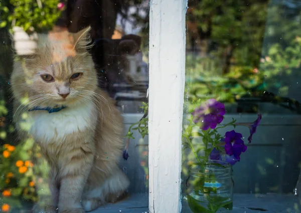 Kat wachten op de terugkeer van de meester — Stockfoto