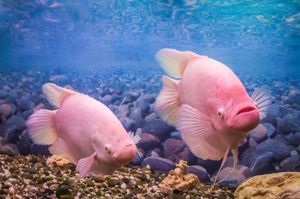 水族館魚グーラミのペア — ストック写真