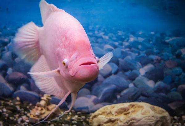 水族館でピンク グーラミ — ストック写真