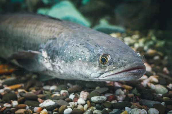 Akvaryum yırtıcı balık Channa yılanbaşı bir kurban bulmak için