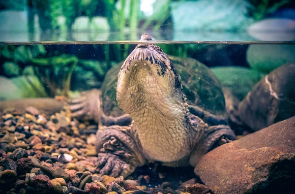 Nieuwsgierig aquarium schildpad — Stockfoto