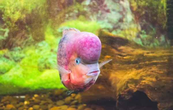 水族館の魚花ホーン。多彩なシクリッド — ストック写真