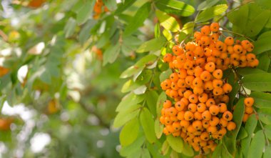 Parlak rowanberry. Yaz arka plan