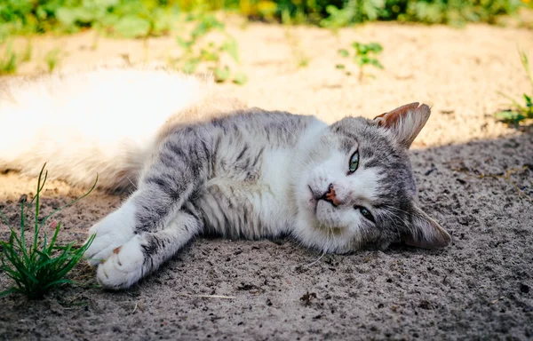 Lazy cat sleeps in the garden