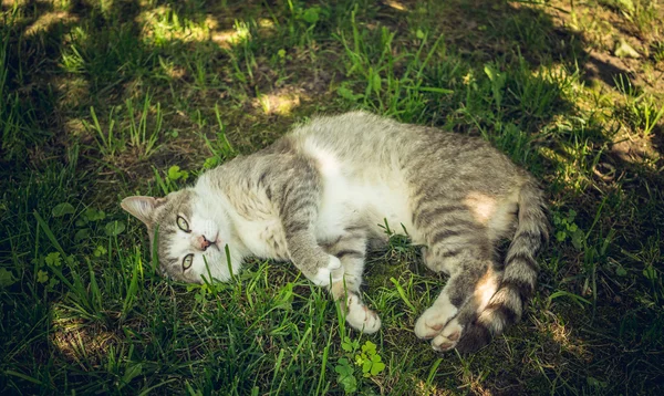 Gato assustado engraçado — Fotografia de Stock