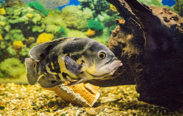 鮮やかな水族館。魚アストロノツス — ストック写真
