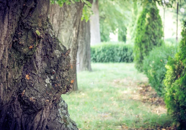 Gränd i den gamla parken — Stockfoto