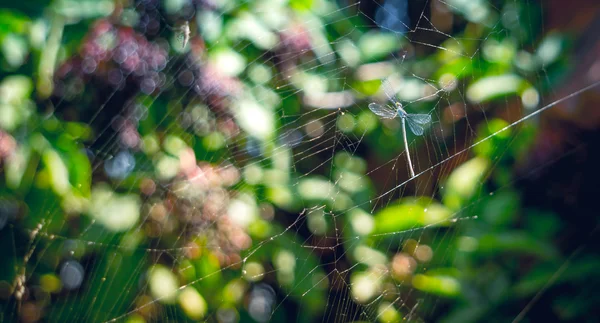 Blue dragonfly entangled in the web