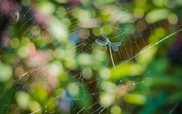 Стрекоза в сетях паука — стоковое фото
