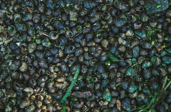 Conchas de água doce do rio. Banco do rio de Dnepr — Fotografia de Stock