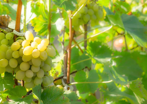 Sappige Muscat druiven in de wijngaard — Stockfoto