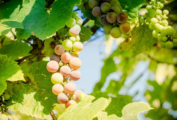 Druiven. Grondstoffen voor de productie van wijn, brandewijn, champagne — Stockfoto