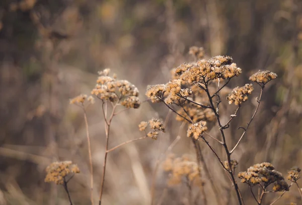 Autumn background. Field of dried yarrow — Stock Photo, Image