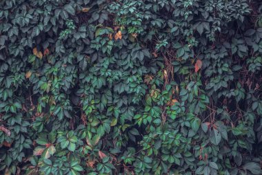 Kırsal alanda sonbahar arkaplanı. Eski ahır duvarı ve yabani üzüm ağaçları.