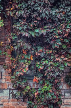 Eski bir ortaçağ binasının penceresi ve aşırı büyümüş yeşil bir sarmaşık. Güzel eski mimari