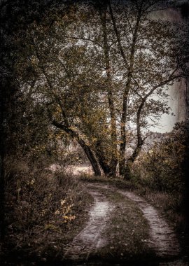 Baharın başında gizemli orman manzarası. New England doğası, ABD