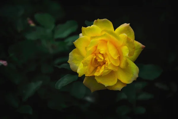 Delicate Bloem Van Een Gele Herfst Engelse Thee Roos Tuin — Stockfoto