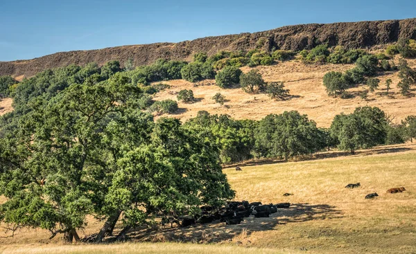 Paisaje Rural California Campos Vacas Pastoreo —  Fotos de Stock