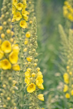 Yaz çiçekleri ve güneşli çayırlar. Tatil için kartpostal.