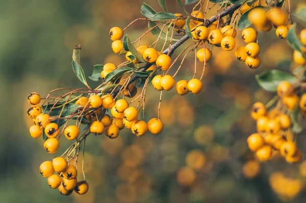 Bright Sunny Autumn Garden Yellow Orange Ripe Berries Pyracantha Thorny — Stock Photo, Image