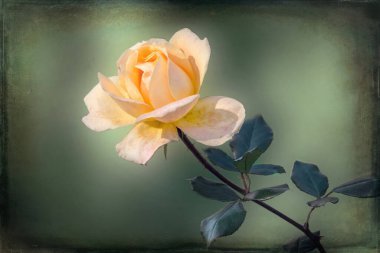 Sarı bir sonbahar çiçeğinin narin çiçeği bahçede İngiliz çayı gülü