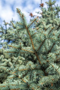 Taze yeşil iğneler. Parlak ladin dalları