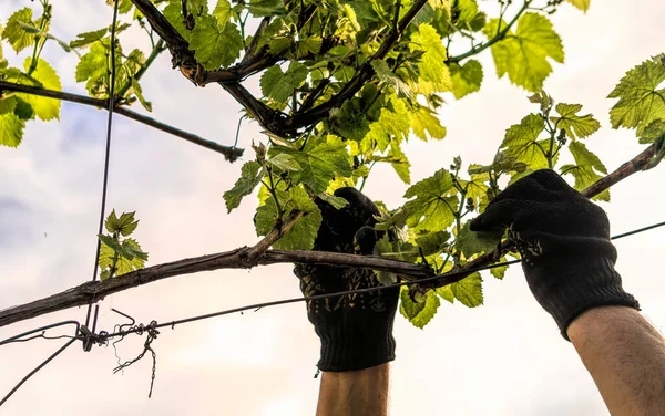 Winnice Napa Valley Kalifornii Produkcja Wina Usa — Zdjęcie stockowe