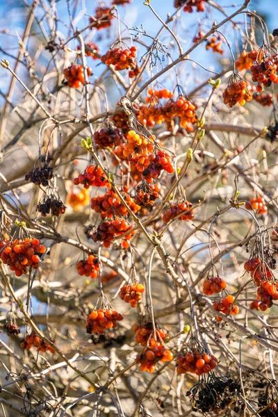 Rote Beeren Reifen Viburnums Vor Dem Hintergrund Eines Herbstlichen Gartens — Stockfoto