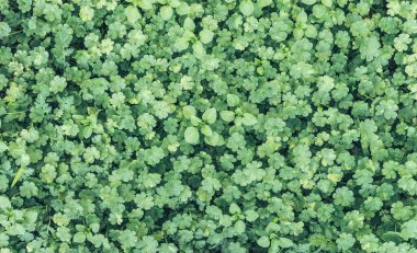 Güneşli taze tarlalar ve yemyeşil çimenler