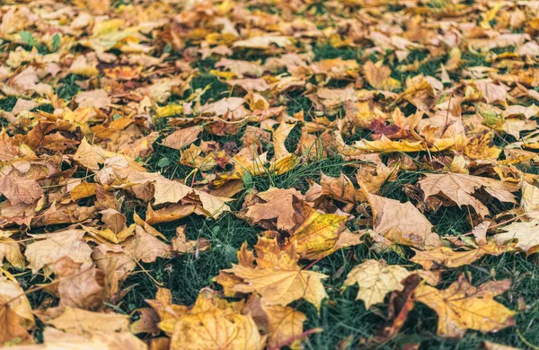 Kleurrijke Gele Herfstbladeren Van Een Esdoorn Het Herfstbos — Stockfoto
