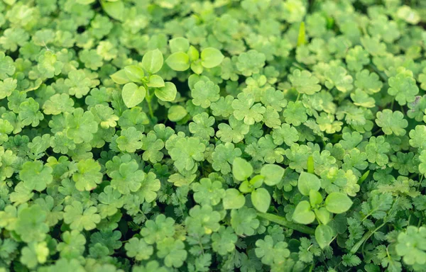 Sonniges Frisches Feld Und Saftig Grünes Gras — Stockfoto