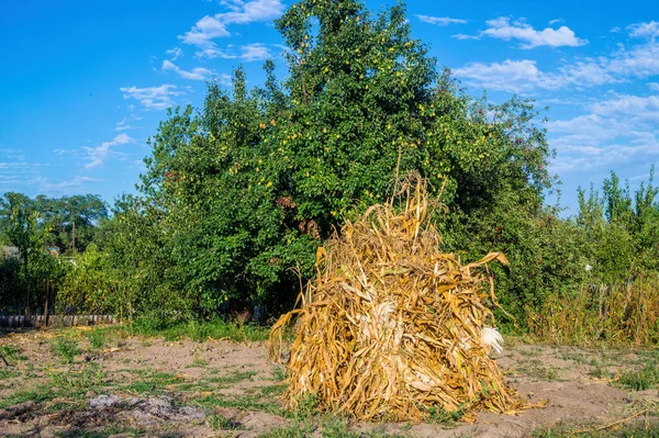 Zonnig Fris Voorjaarsgebied Tuin Wolken — Stockfoto