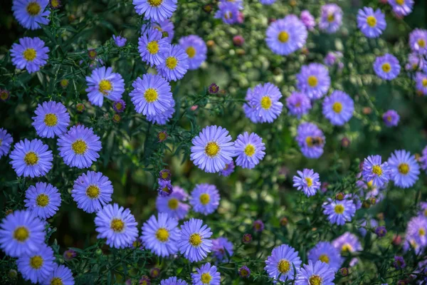 Delicati Crisantemi Autunnali Viola Biglietto Natalizio Fioritura Giardino Autunnale — Foto Stock