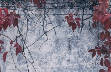 Binanın eski yıpranmış beton duvarı, yabani üzüm dallarıyla kaplanmış ve metal dikenli tellerden yapılmış bir çit. Grunge tarzında sonbahar kasvetli arkaplanı