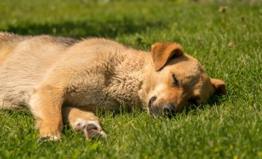 Kırmızı çoban köpeği güneşli bir bahar çayırında uyuyor.