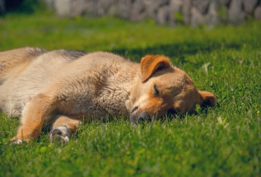 Kırmızı çoban köpeği güneşli bir bahar çayırında uyuyor.
