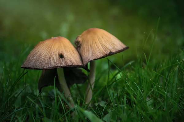 Forêt Automne Ensoleillée Champignons Empoisonnés Herbe Vert Vif — Photo