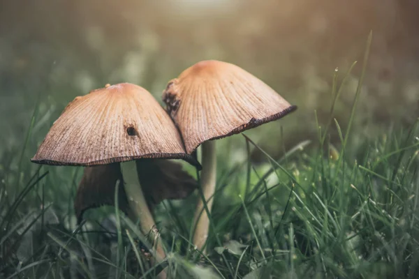 Sunny autumn forest glade. Poisonous mushrooms and bright green grass — Stock Image Sunny Autumn Forest Glade Poisonous Mushrooms Bright Green Grass Stock Picture