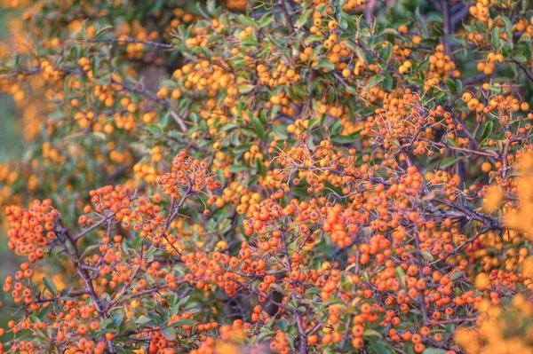 Heldere Gele Herfst Bessen Van Een Pyracantha Bush Tuinplant — Stockfoto